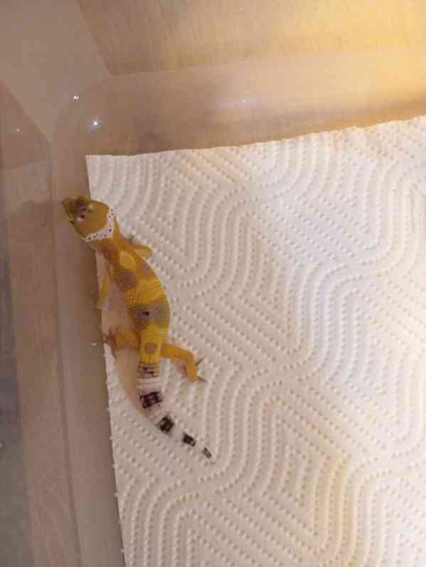 Gekončíci - foto 6