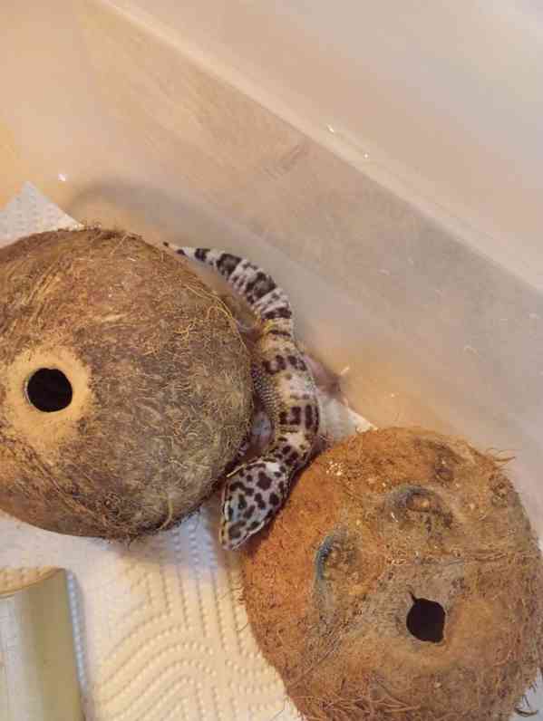 Gekončíci - foto 8