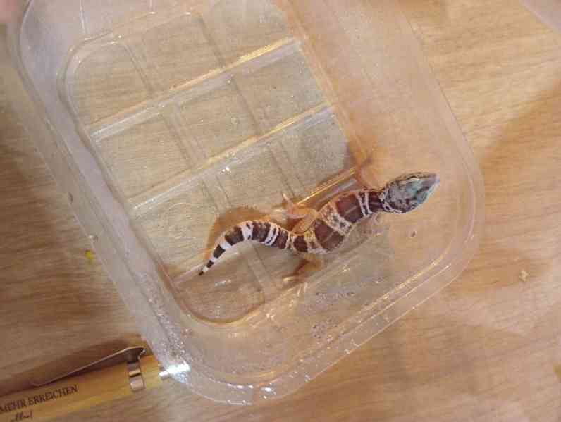 Gekončíci - foto 7