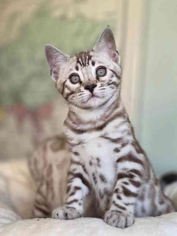 Rozkošné bengálské kotě připravené na nový domov – Česká rep