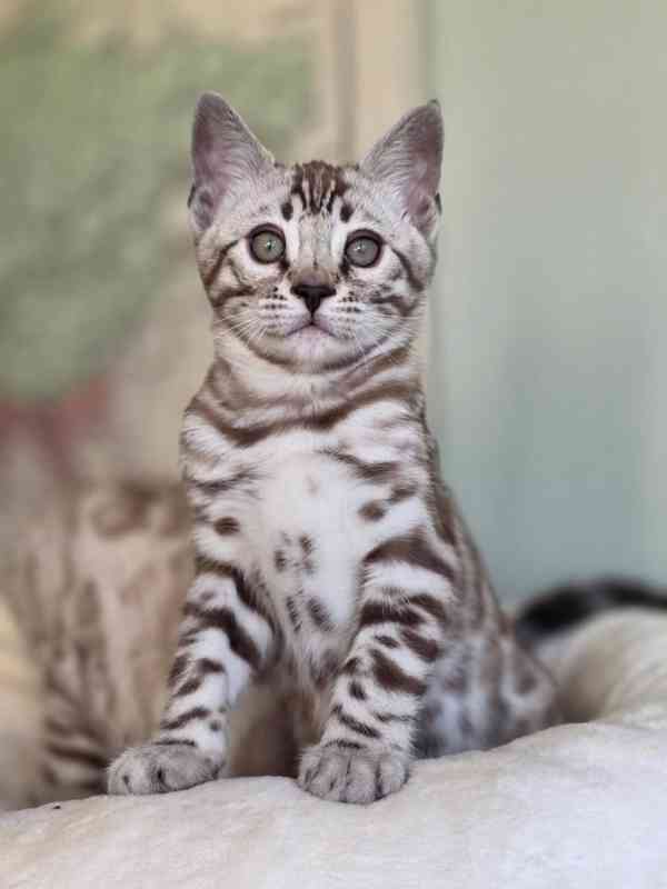 Rozkošné bengálské kotě připravené na nový domov – Česká rep - foto 2