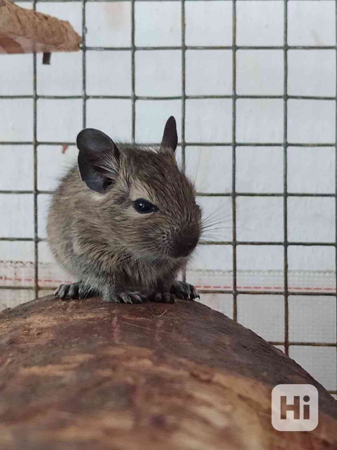 Osmák degu - foto 1