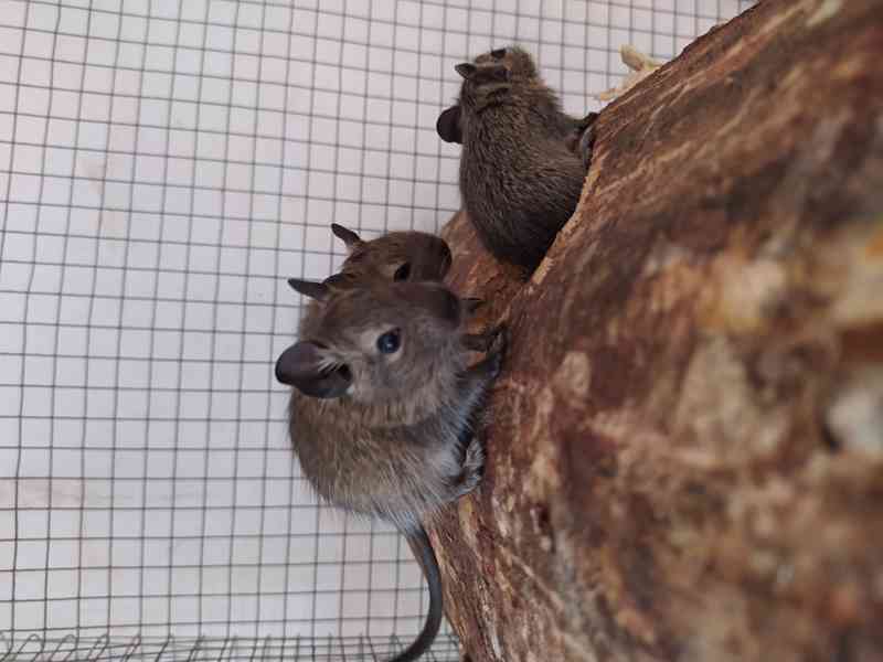 Osmák degu - foto 3