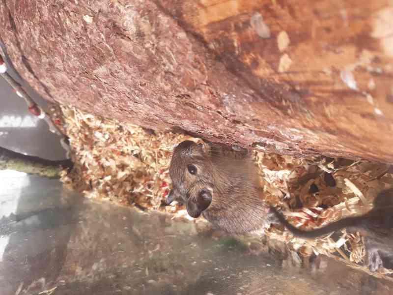 Osmák degu - foto 2
