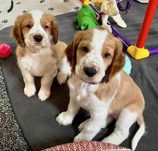 Štěňata Welsh Springer Spaniel - foto 2