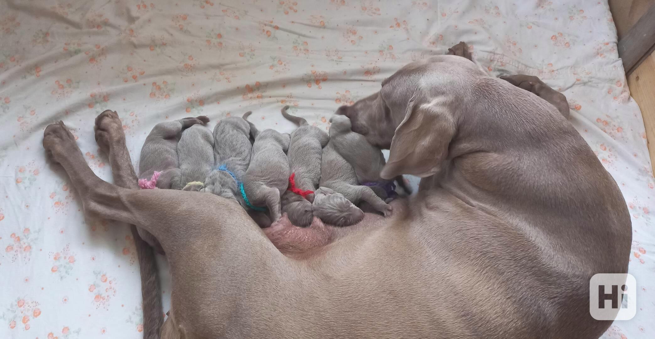 výmarský ohař štěňata - foto 1