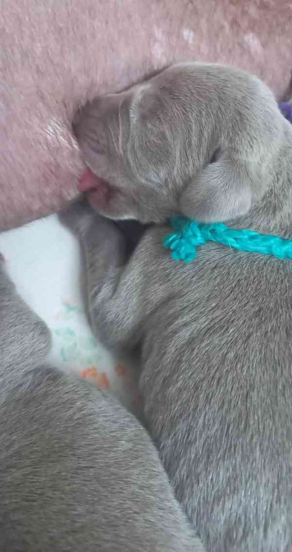 výmarský ohař štěňata - foto 3