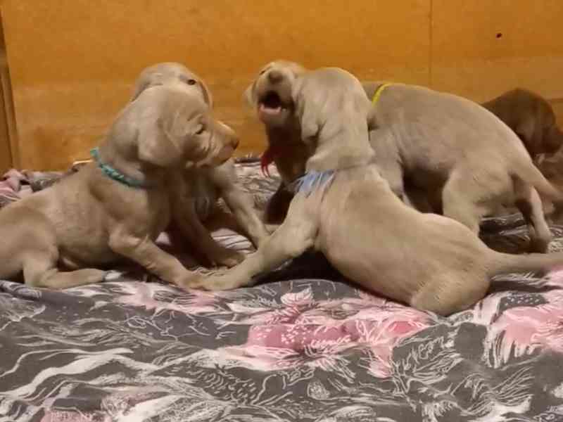 výmarský ohař štěňata - foto 3