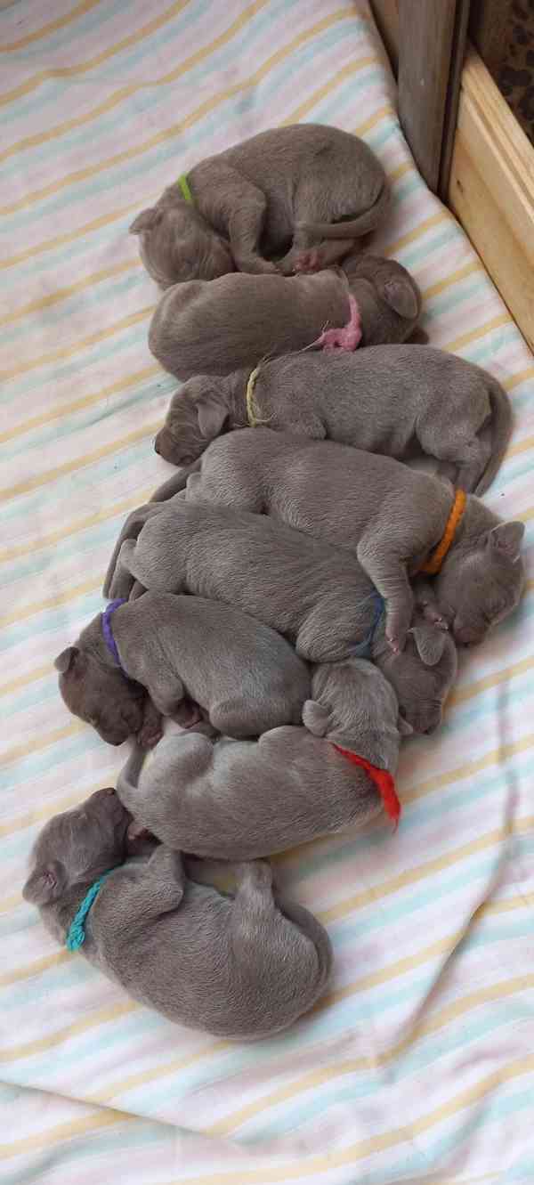 výmarský ohař štěňata - foto 5