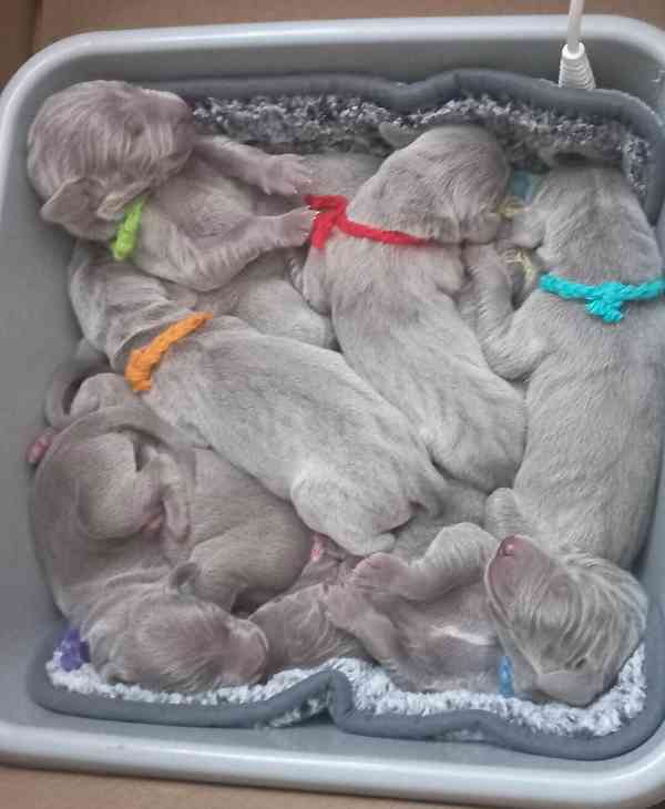 výmarský ohař štěňata - foto 4