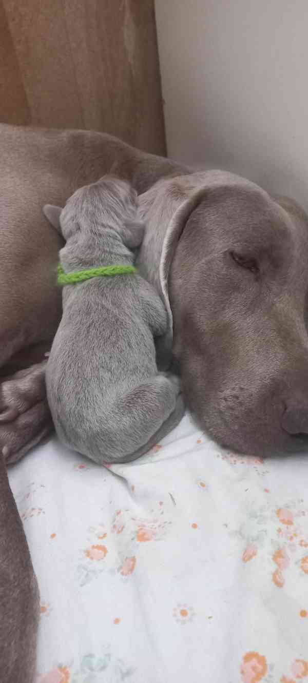 výmarský ohař štěňata - foto 5