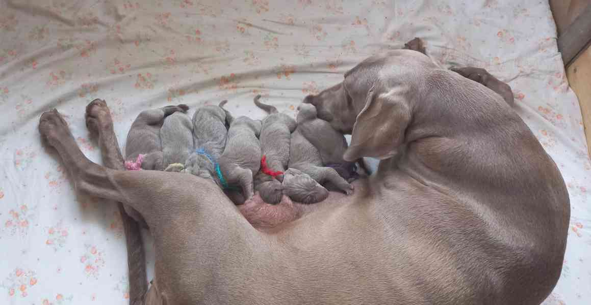 výmarský ohař štěňata - foto 1