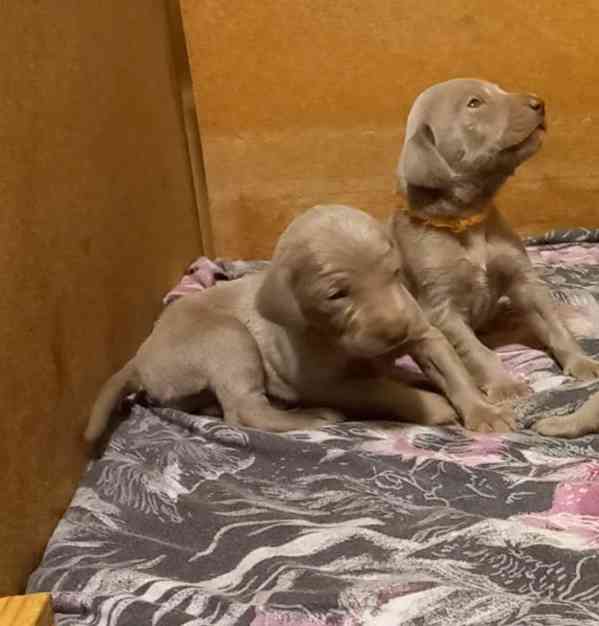 výmarský ohař štěňata - foto 4