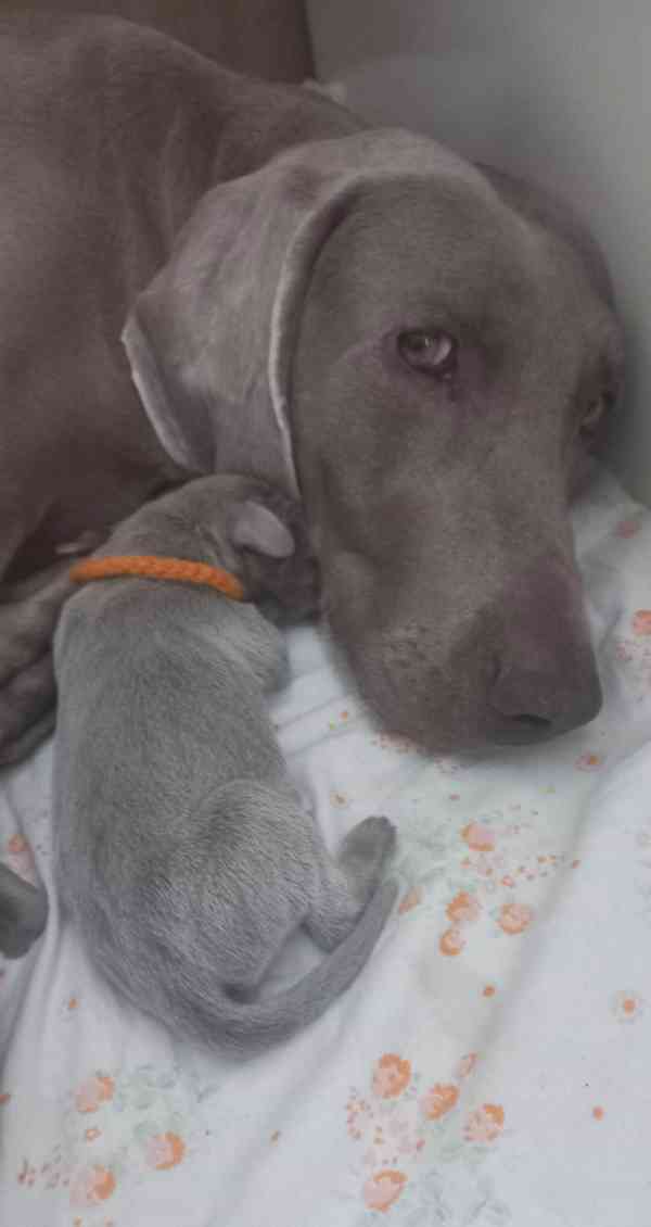 výmarský ohař štěňata - foto 2