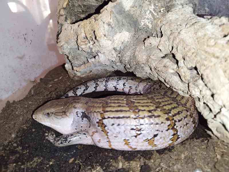 Tiliqua gigas Evanescence  - foto 1