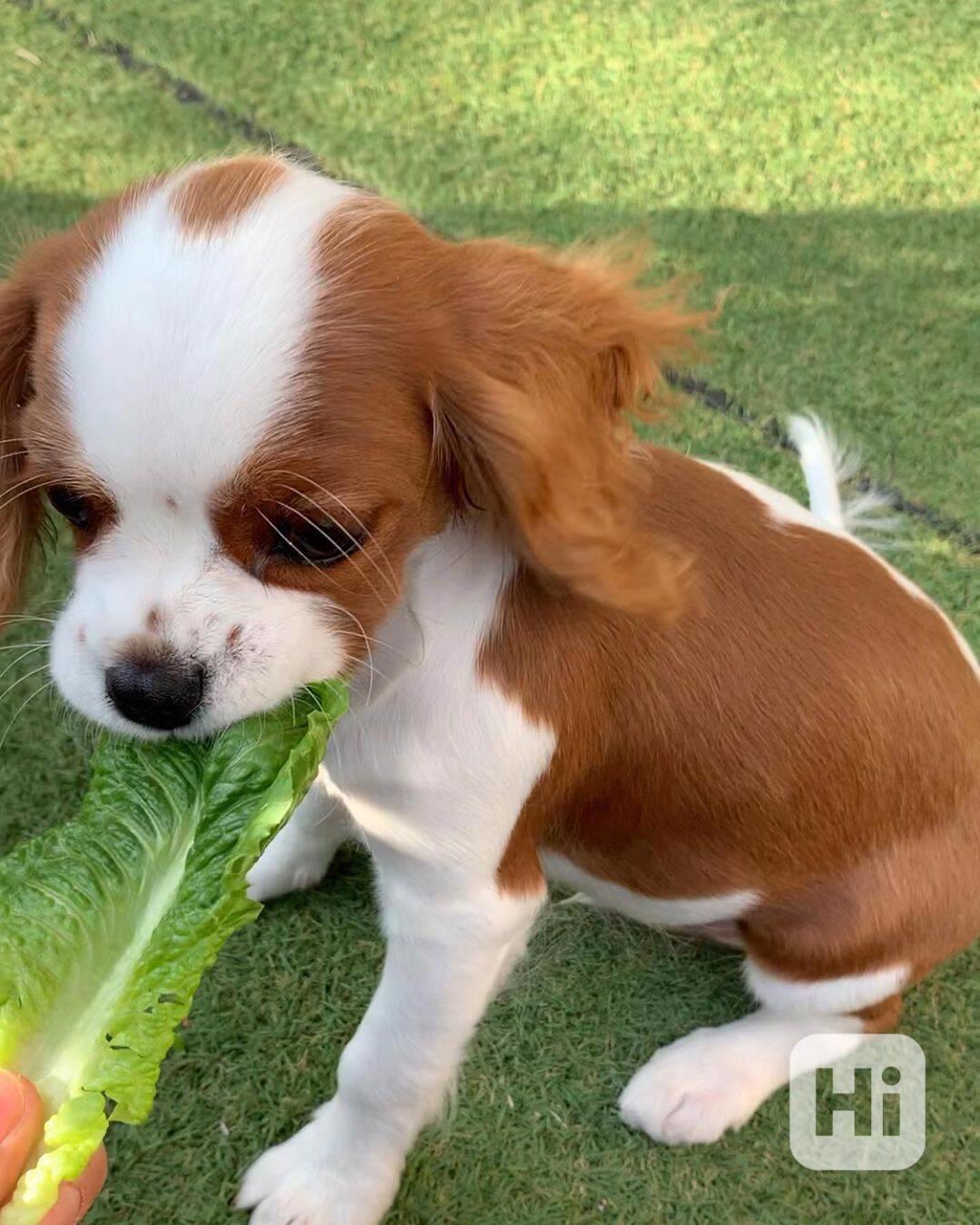 Štěňata Kavalír King Charles španěla - foto 1