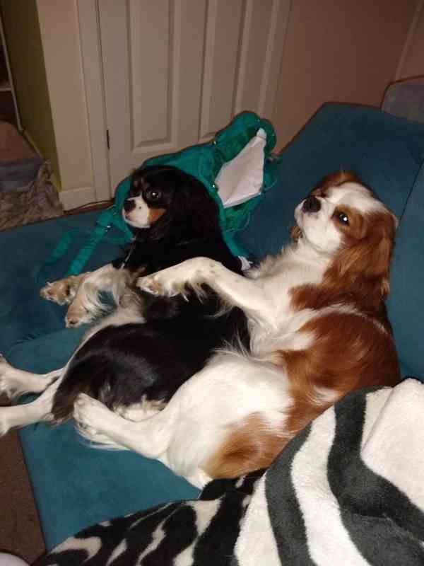 Štěňata Kavalír King Charles španěla - foto 6