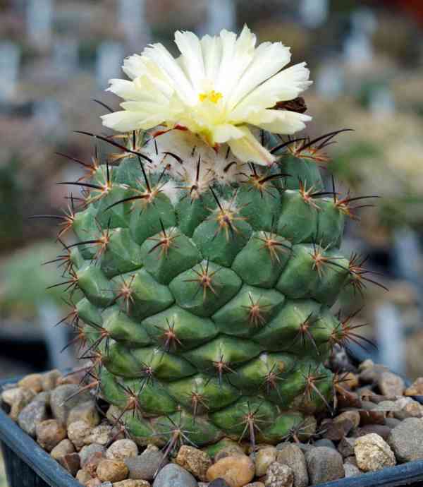 semena kaktus Coryphantha longicornis - foto 1