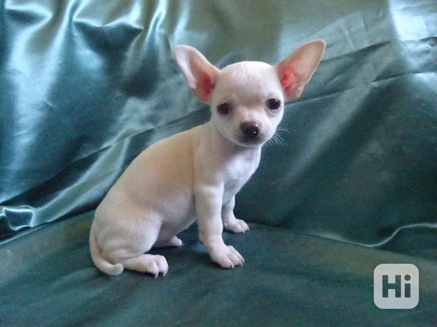 🐶 Nabízím štěňátko čivava bez PP, krátkosrstý pejsek 🐾 - foto 1