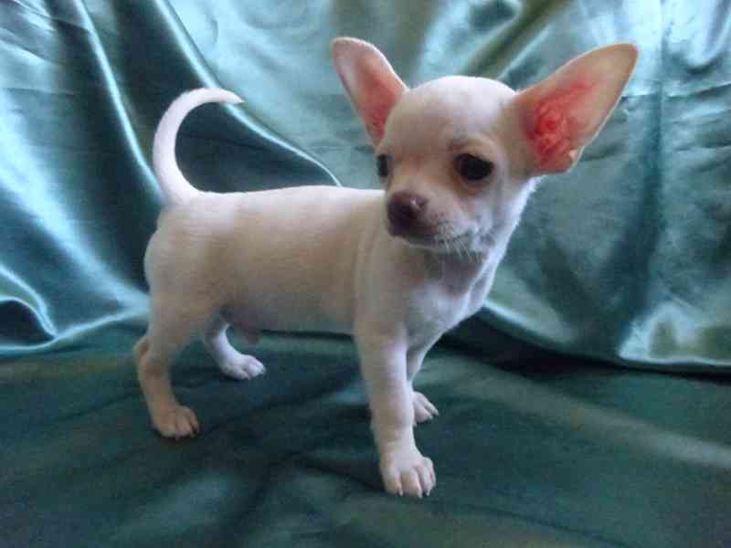 🐶 Nabízím štěňátko čivava bez PP, krátkosrstý pejsek 🐾 - foto 2