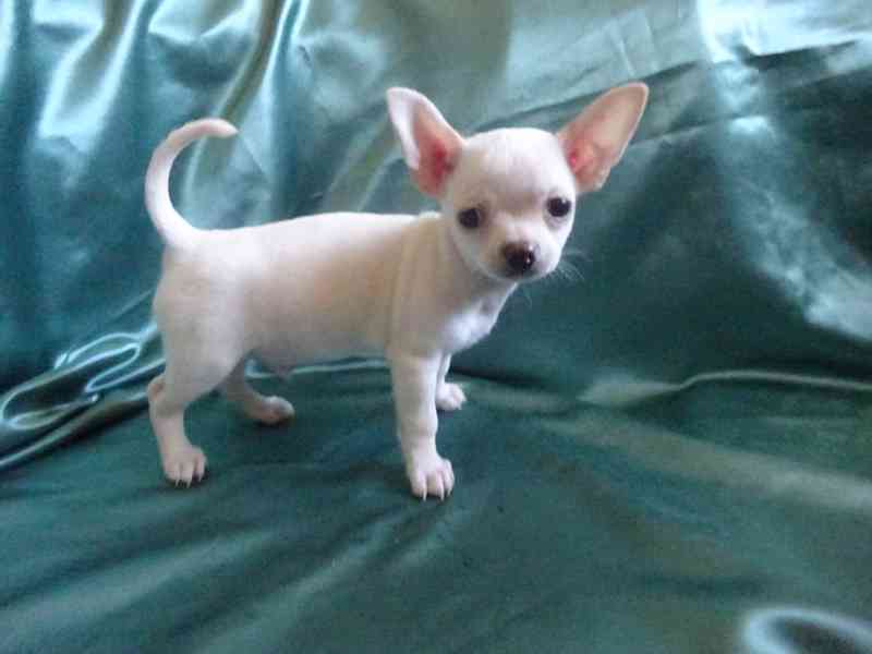 🐶 Nabízím štěňátko čivava bez PP, krátkosrstý pejsek 🐾 - foto 3