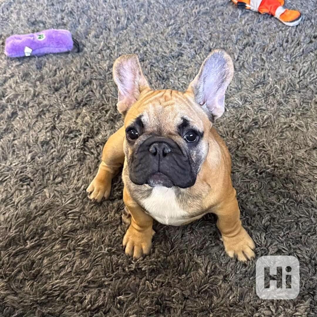 ****Francouzští buldoci ~ Světle plavá fena ~ Registrováno v - foto 1