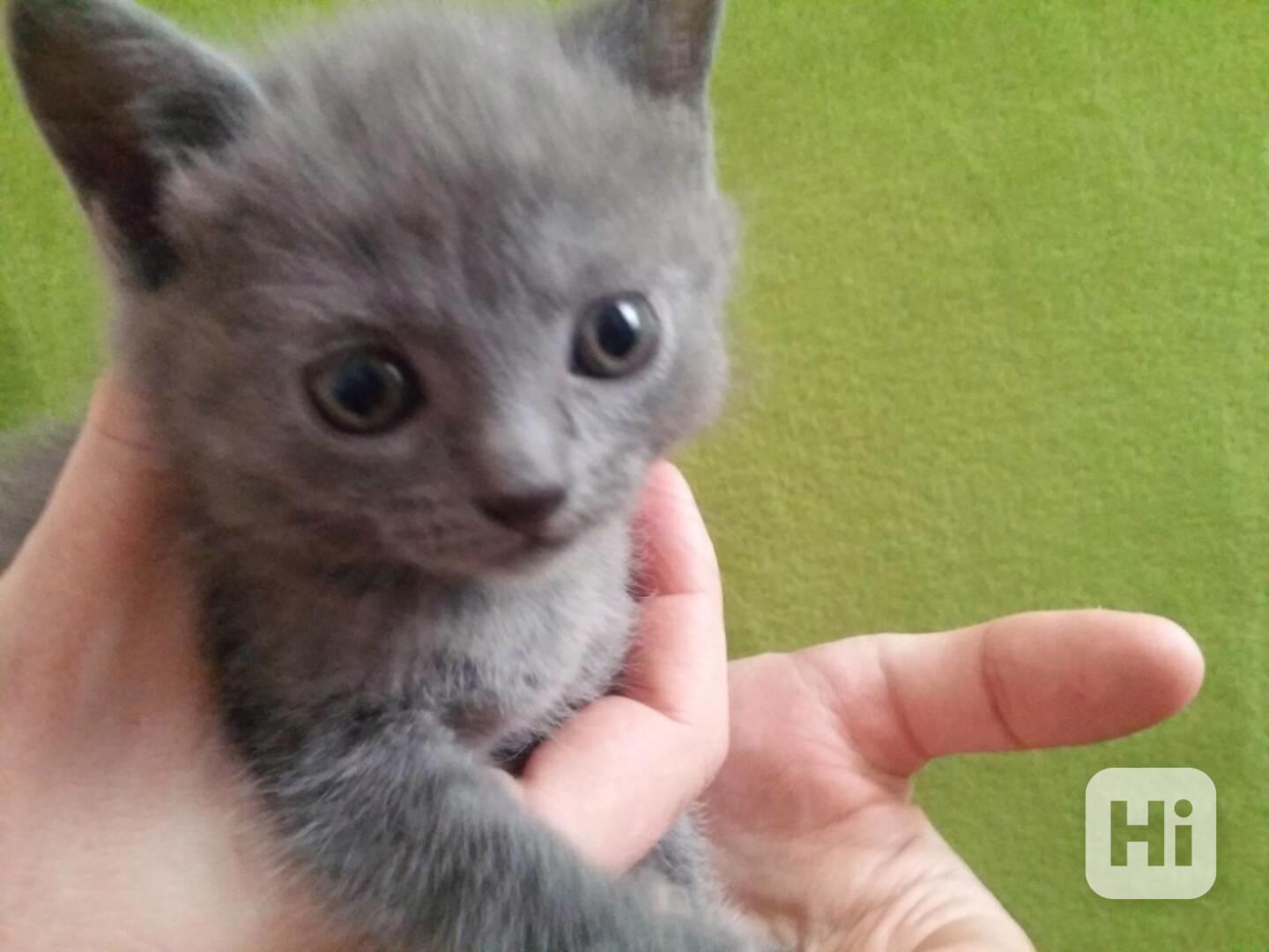 Prodám 3 kartouzská koťátka - kočicky - foto 1