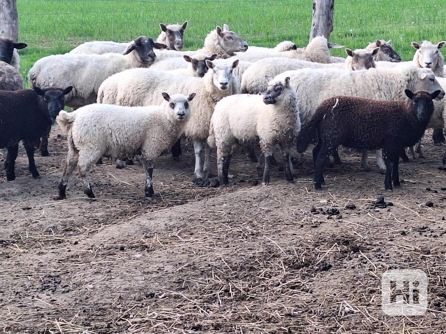 Prodej jehňat - foto 1