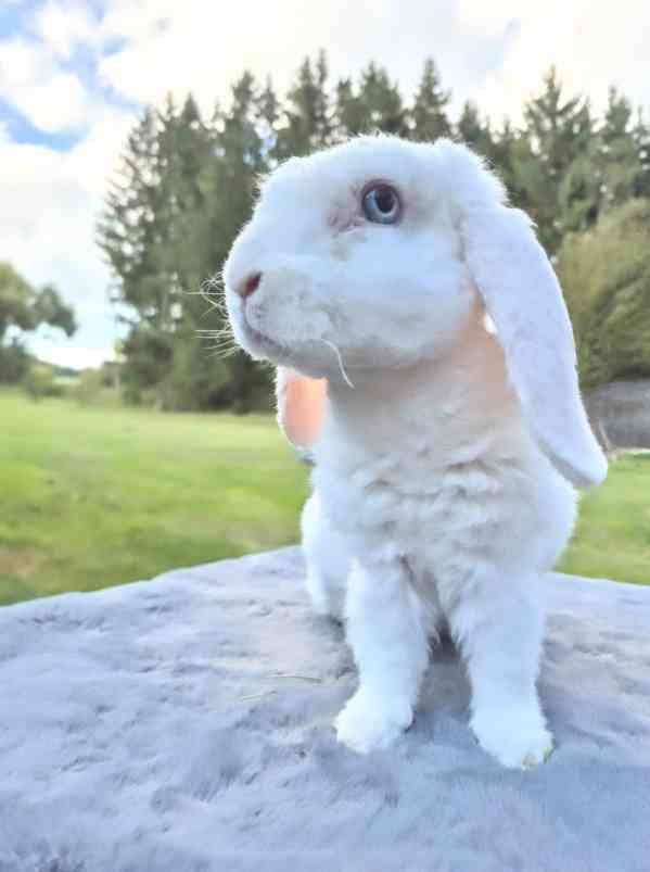 Zakralý beránek - foto 1