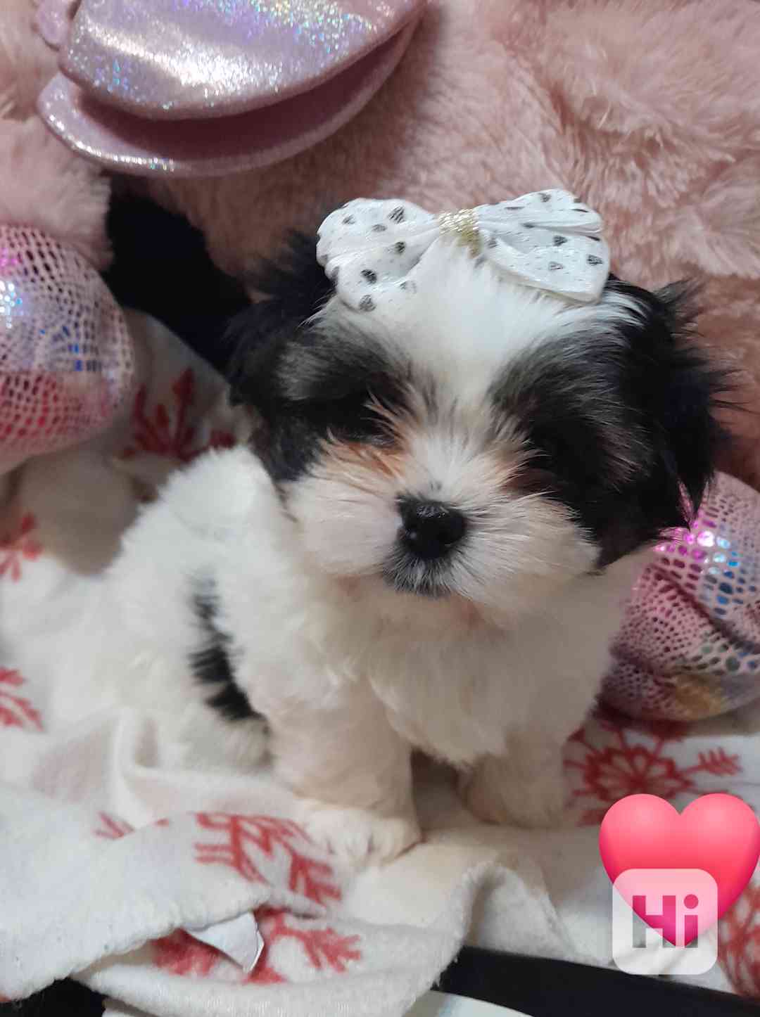 Shih-tzu  - foto 1