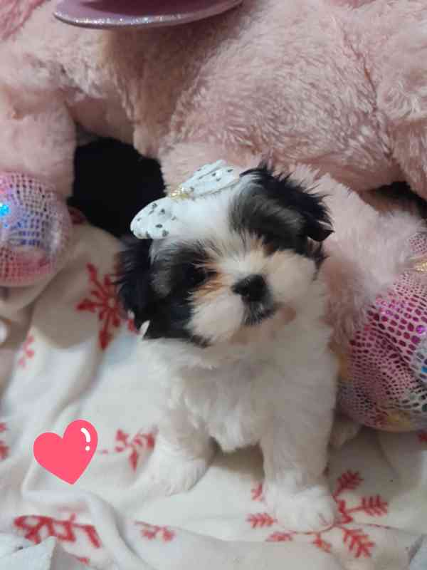 Shih-tzu  - foto 2