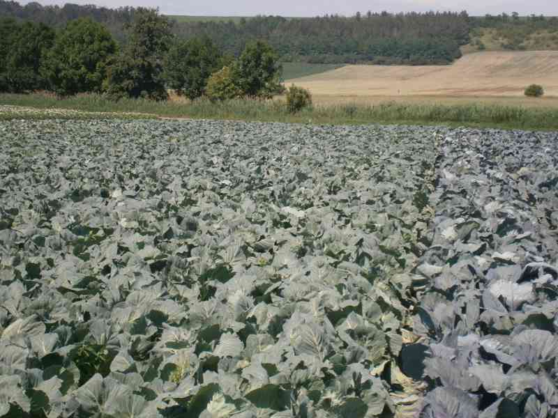 Čerstvá zelenina a brambory - foto 7