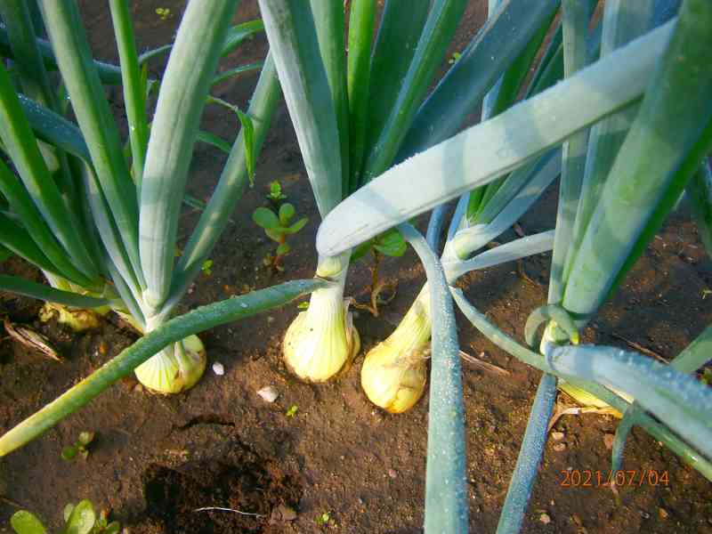 Čerstvá zelenina a brambory - foto 5