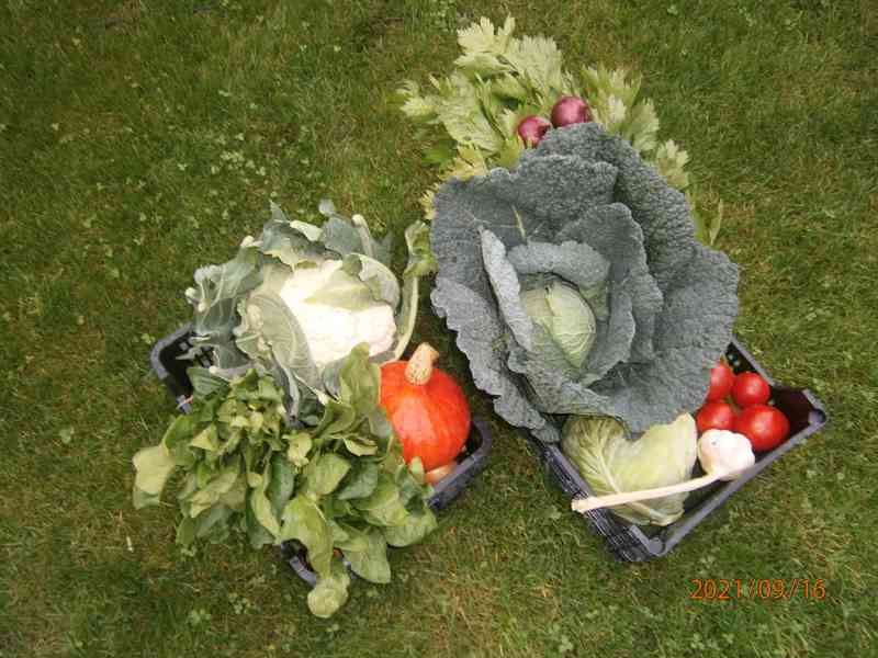 Čerstvá zelenina a brambory