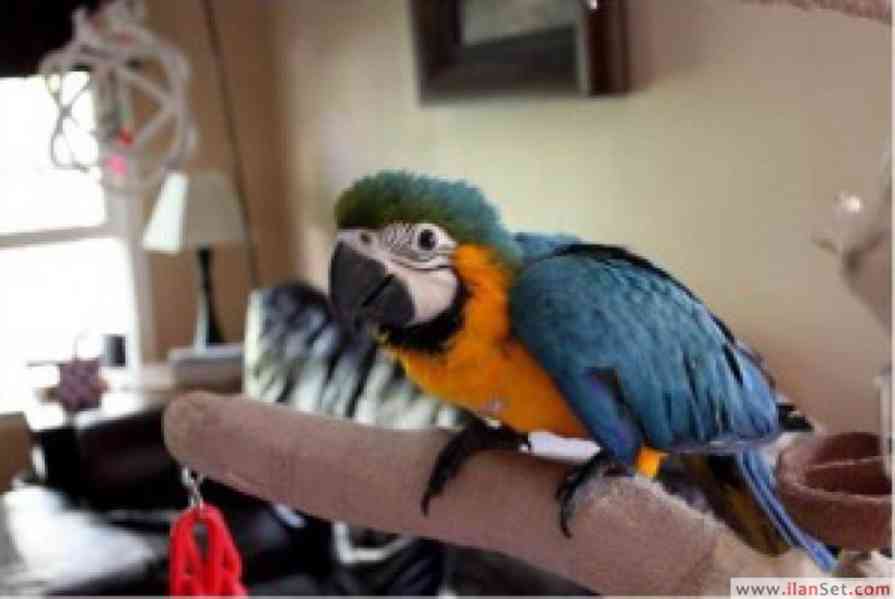 !arové tři modrozlatí arové k adopci! - foto 1