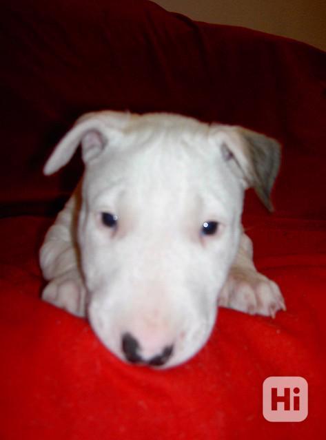 Štěňata bulteriéra - foto 1