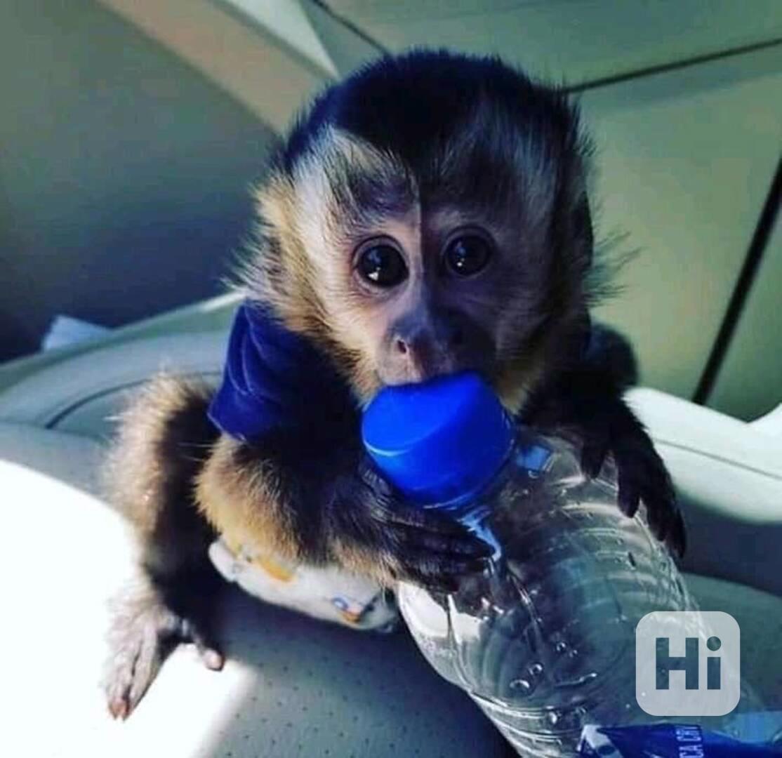 Nádherné kapucínské opice k dispozici  - foto 1