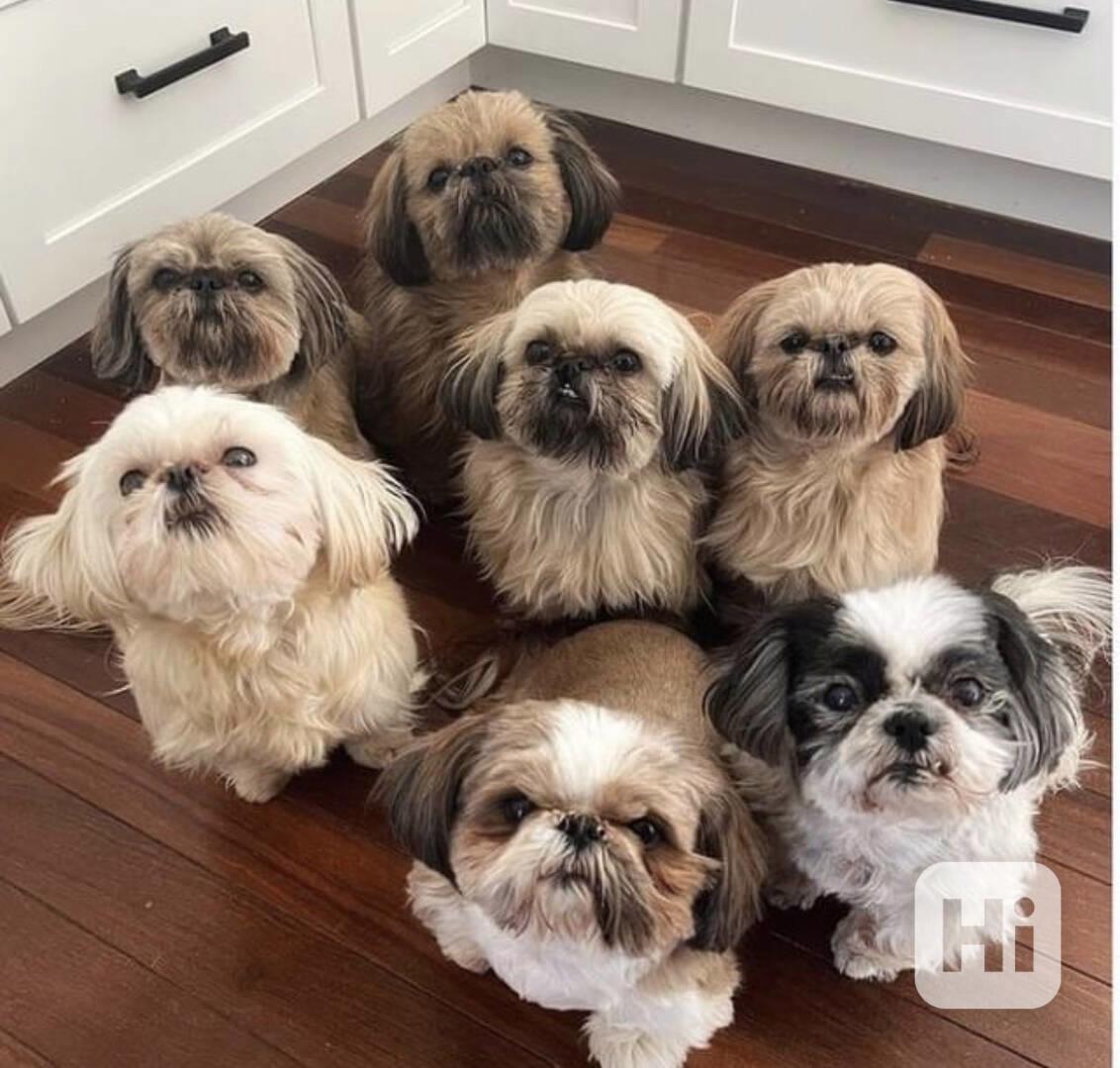 Prodám štěňata Shih Tzu  - foto 1