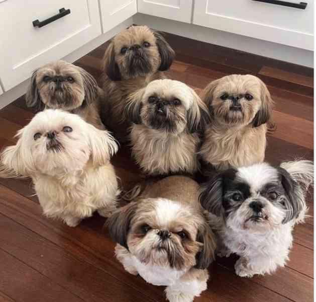 Prodám štěňata Shih Tzu  - foto 1