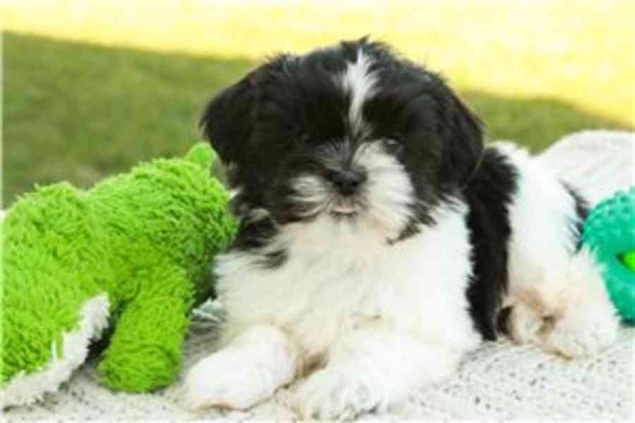 Prodám štěňata Shih Tzu  - foto 2