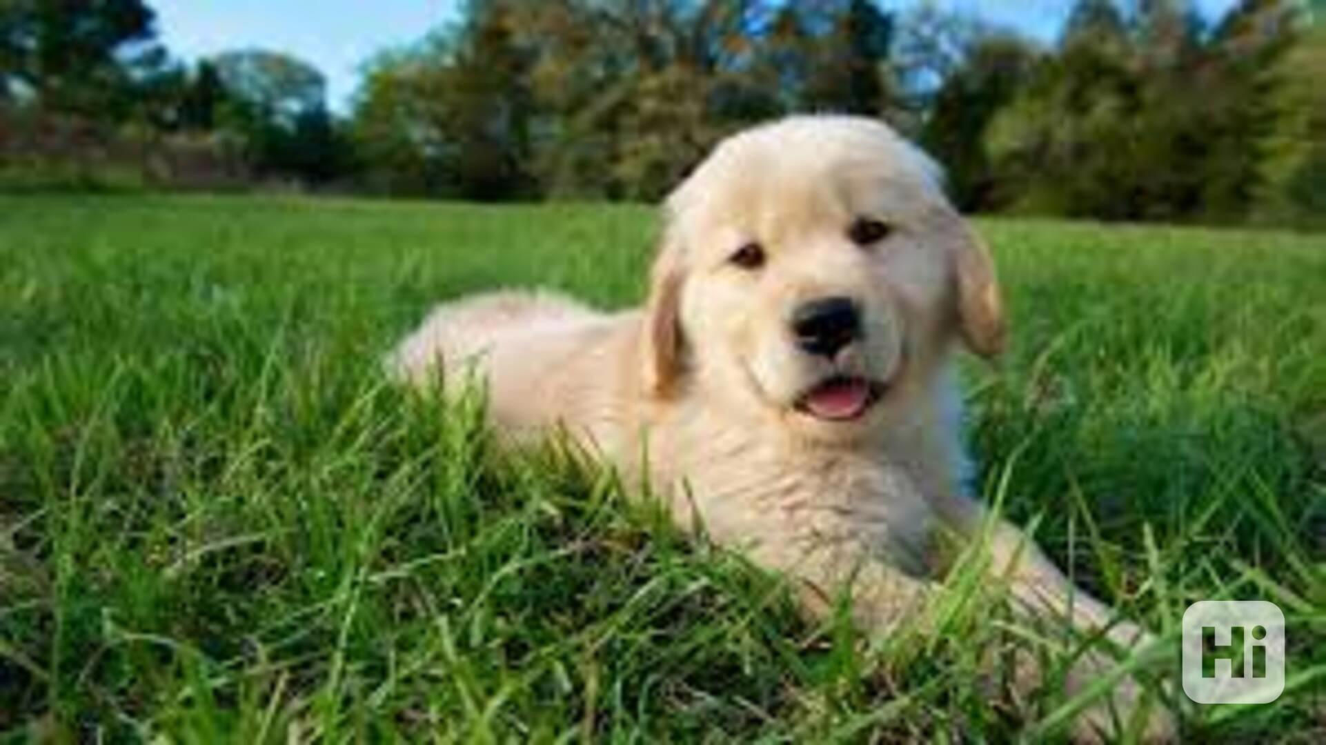 Vynikající štěňata zlatého retrívra Nejsme chovatelé. Jsme r - foto 1