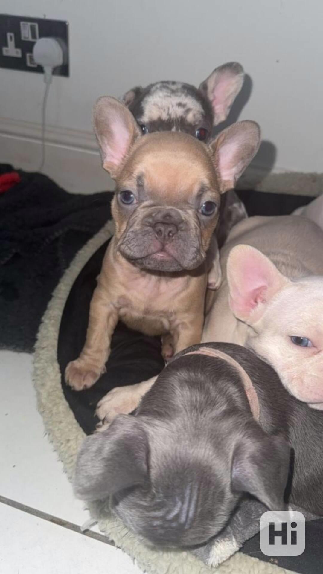 Štěňátka Francouzského buldoka - foto 1