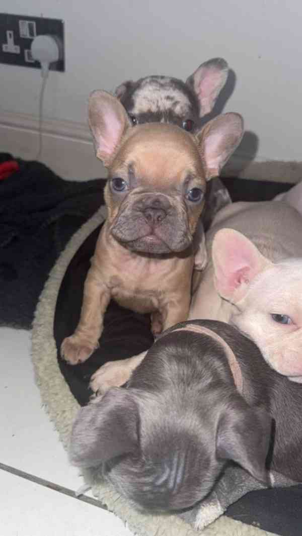 Štěňátka Francouzského buldoka - foto 1