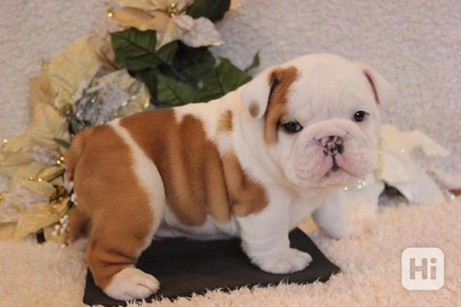 Roztomilá štěňata anglického buldoka k adopci - foto 1