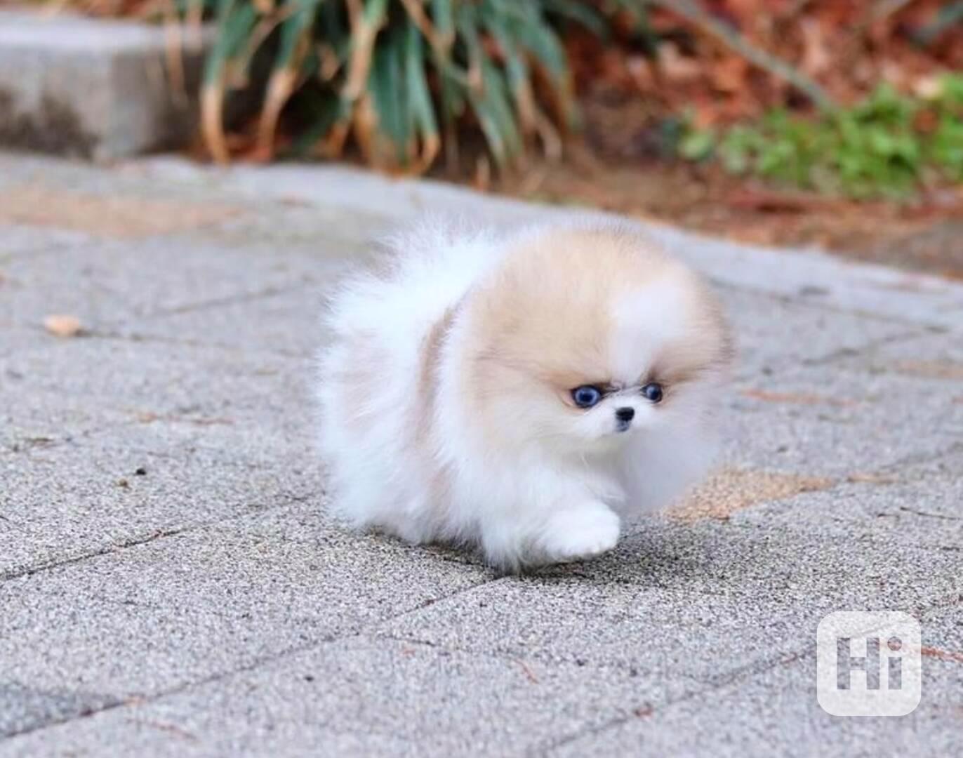 štěňata pomeranianů na dárek - foto 1