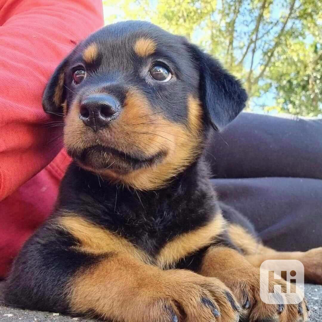 Štěňata rotvajlera připravena k odběru. - foto 1
