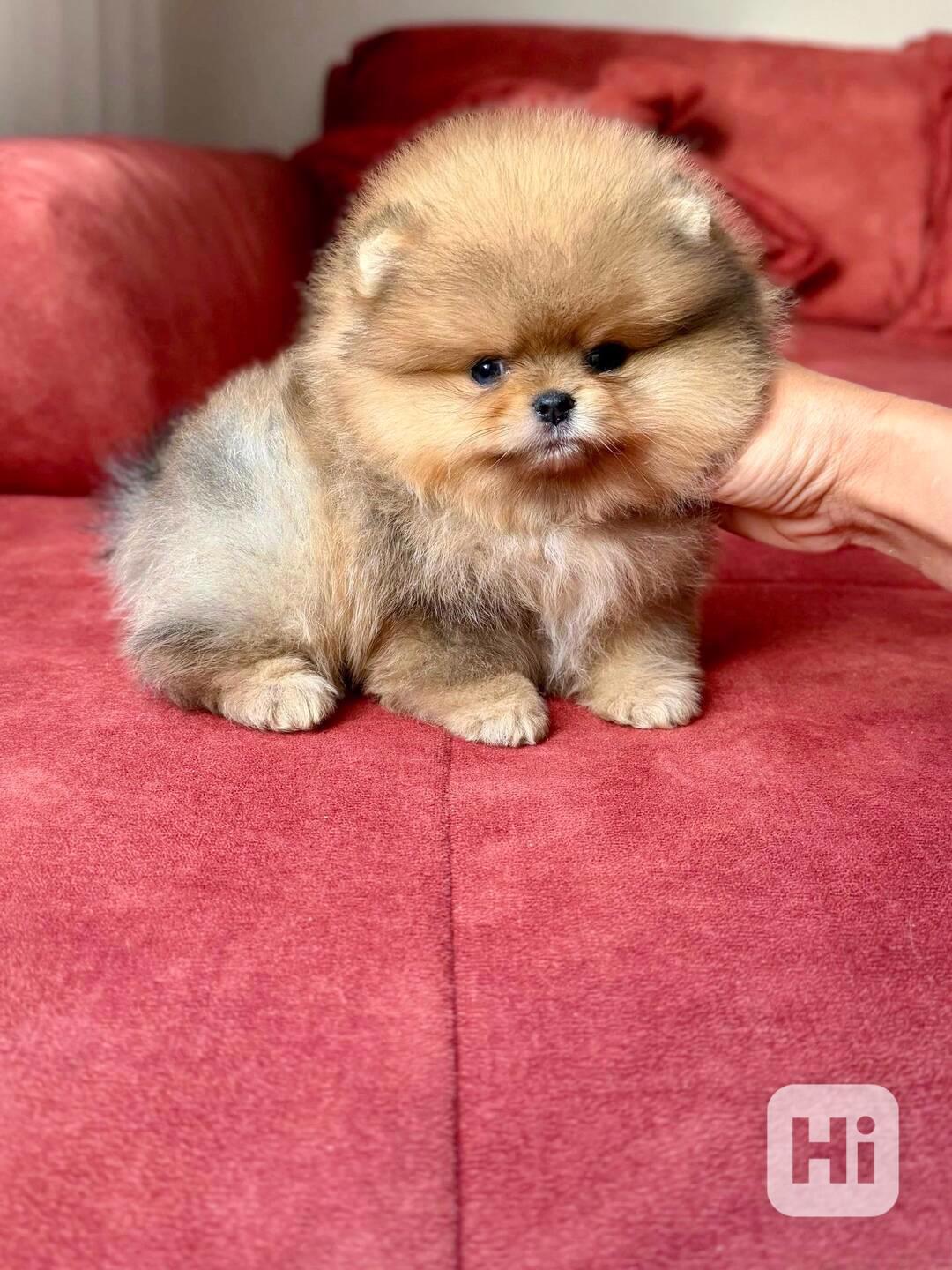 Prodáváme pomeraniana - foto 1