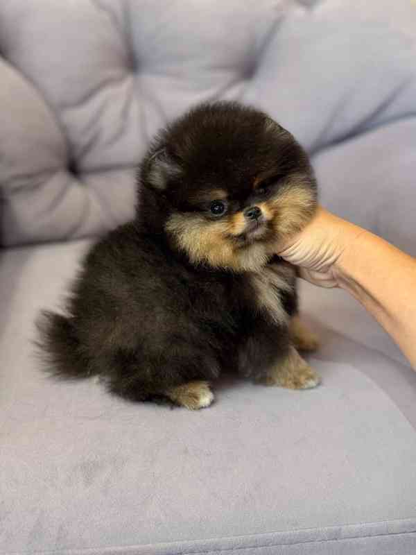 Prodáváme pomeraniana - foto 5