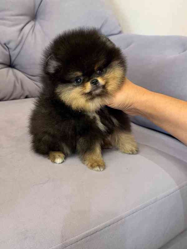 Prodáváme pomeraniana - foto 6