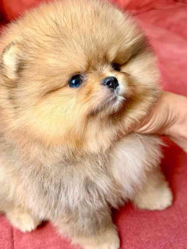 Prodáváme pomeraniana - foto 3